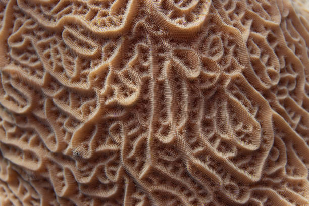 istock Lettuce Coral on Caribbean Coral Reef 1321590587