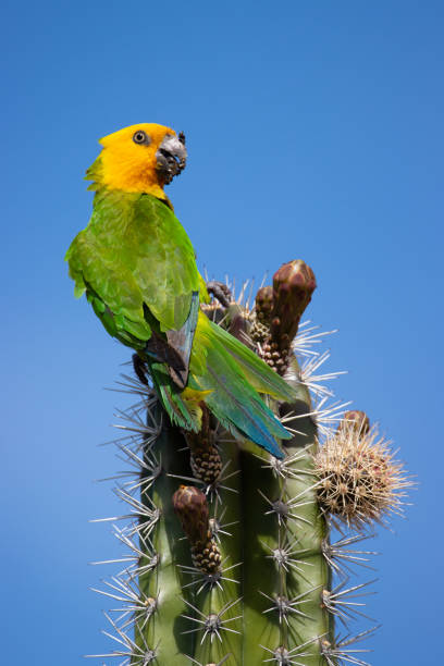 istock Brown-Throated Parakeet on Caribbean Island 1321590607