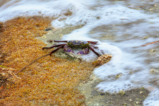 Small purple crab on a rock by the ocean