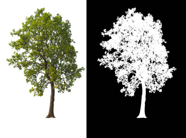istock Green tree isolated on white background with post cut out original background and white background replaced for easy to selection with clippings path inside 1321590778