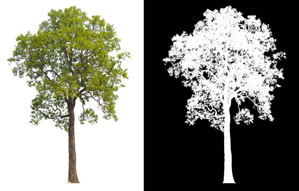 istock Green tree isolated on white background with post cut out original background and white background replaced for easy to selection with clippings path inside 1321590780