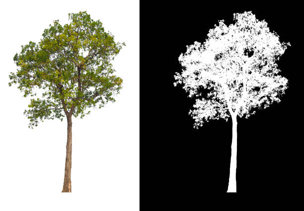 istock Green tree isolated on white background with post cut out original background and white background replaced for easy to selection with clippings path inside 1321590785
