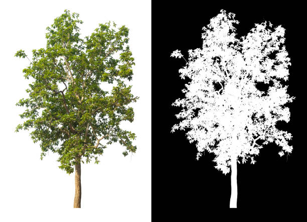istock Green tree isolated on white background with post cut out original background and white background replaced for easy to selection with clippings path inside 1321590789