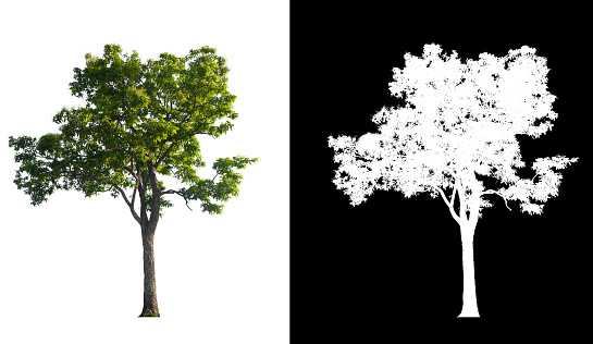 isolated single tree on white background and brush design
