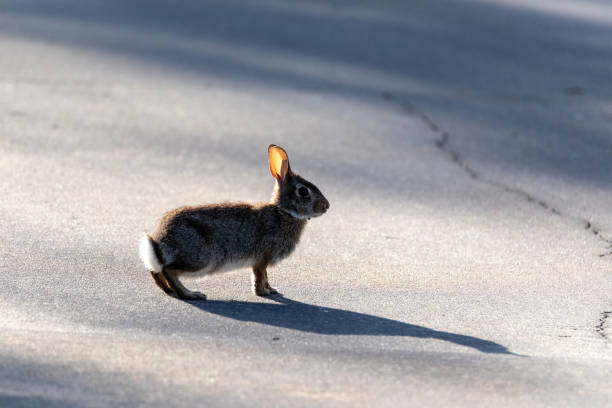istock Adolescent marsh rabbit Sylvilagus palustris with a shadow cast 1321591193