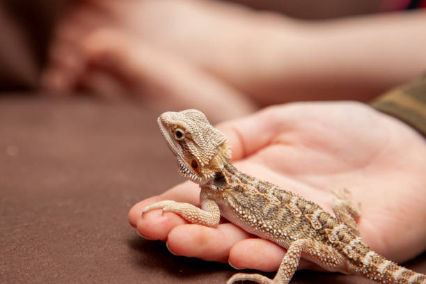 istock a small young bearded dragon in someones hand 1321592339