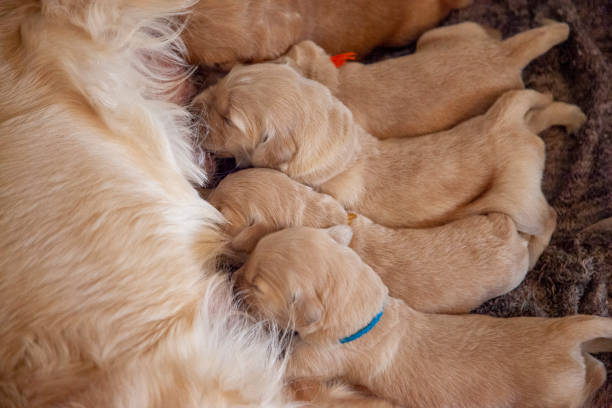 litter of newborn golden puppies nursing tiny week old golden retriever puppies nurse on their mom suckling stock pictures, royalty-free photos & images