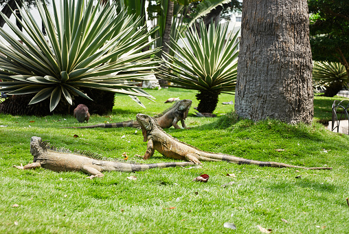 Iguanas in Seminario park.