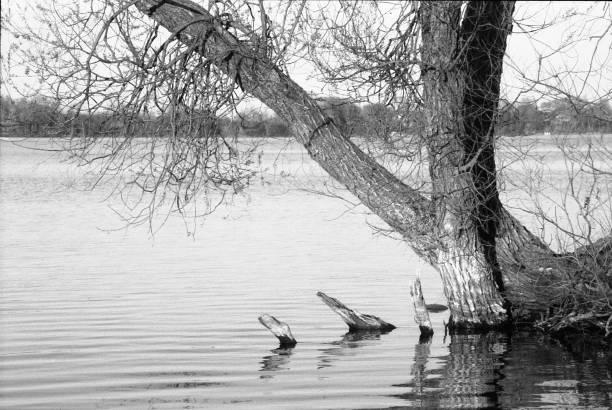 istock Black and White Tree over a lake landscape 1321593201