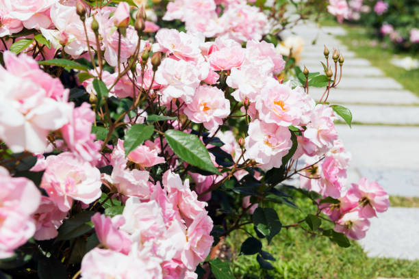 istock Rose garden in Nakanoshima Park 1321593689