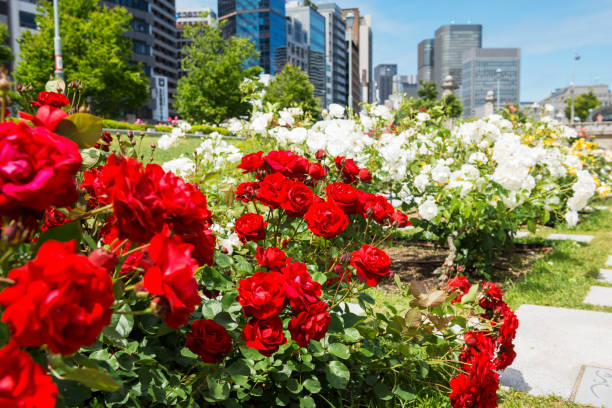 istock Rose garden in Nakanoshima Park 1321593690