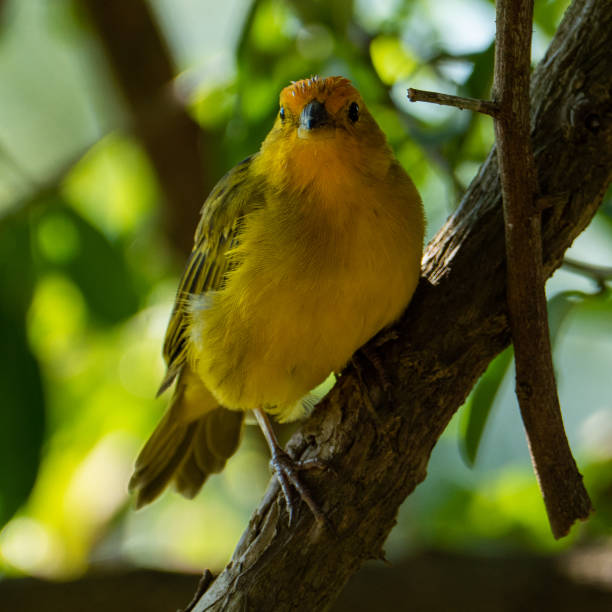 istock Atlantic Canary, a small Brazilian wild bird. 1321594628