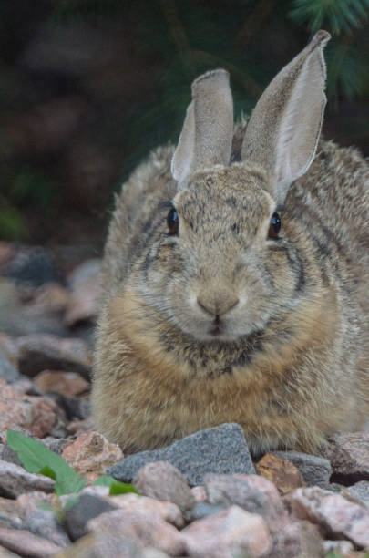 istock Portrait of a rabbit in the rocks. 1321597331
