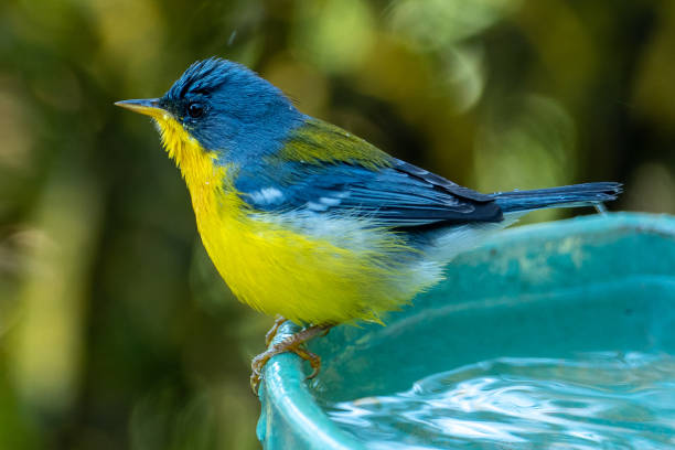istock Tropical Parula (Setophaga pitiayumi) is a small New World warbler. 1321597939