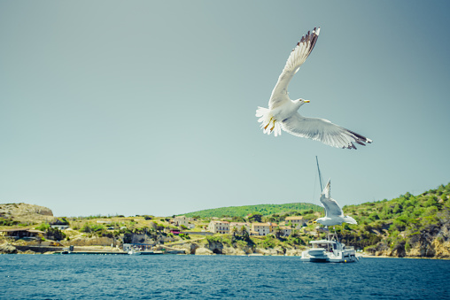 Seagulls in the sky over the Adriatic sea in island of Bisevo, Croatia