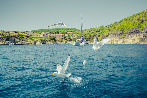 Seagulls in the sky over the Adriatic sea in island of Bisevo, Croatia