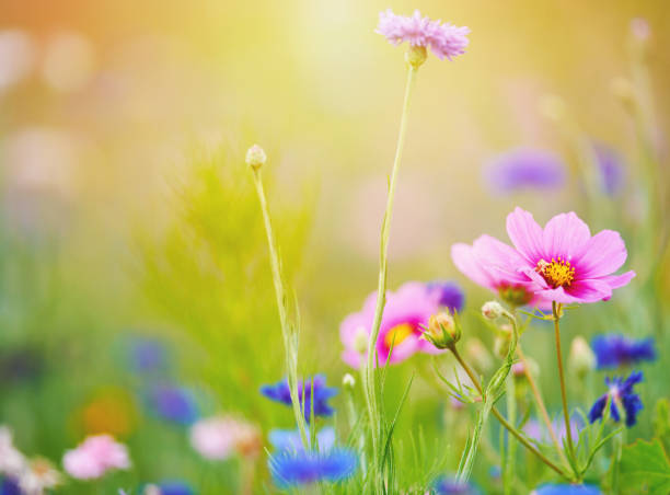 istock Summer wildflowers in full bloom in soft sunlight 1321598375