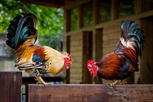 Two colorful roosters threatening each other on the fence. Rivals are trying to show dominance before they start a real fight. Ritualistic or display behaviors and showing off is the most common form of agonistic behaviors.