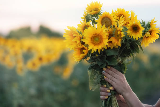 istock Sunflower flowers in women's hands. space for writing 1321601604