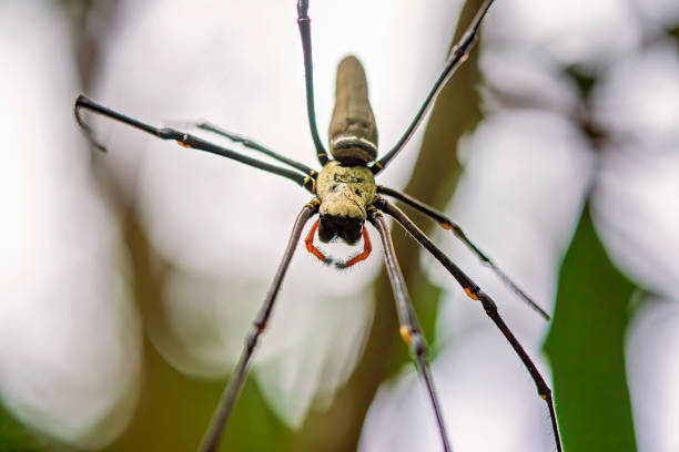 istock Giant Golden Orbweaver Spider 1321601659