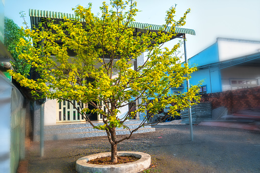 Dong Nai, Vietnam - February 14th, 2021: Apricot tree blooms in front of the house on a spring morning. This is a flower symbolizing the Lunar New Year of the Vietnamese people in Dong Nai, Vietnam