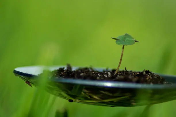 MACRO PHOTOGRAPHY OF MINI CLOVER IN A SPOON WITH LAND AS A PLANTPOT WITH GREEN BACKGROUND