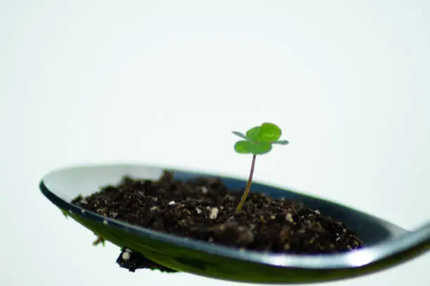 MACRO PHOTOGRAPHY OF MINI CLOVER IN A SPOON WITH LAND AS A PLANTPOT WITH WHITE BACKGROUND