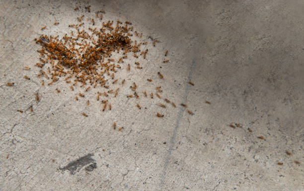 istock Group of red ants attack and eating dead earthworm on old cement floor. 1321603470