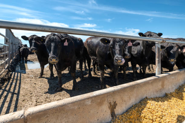 istock Black cow in the pasture 1321610367