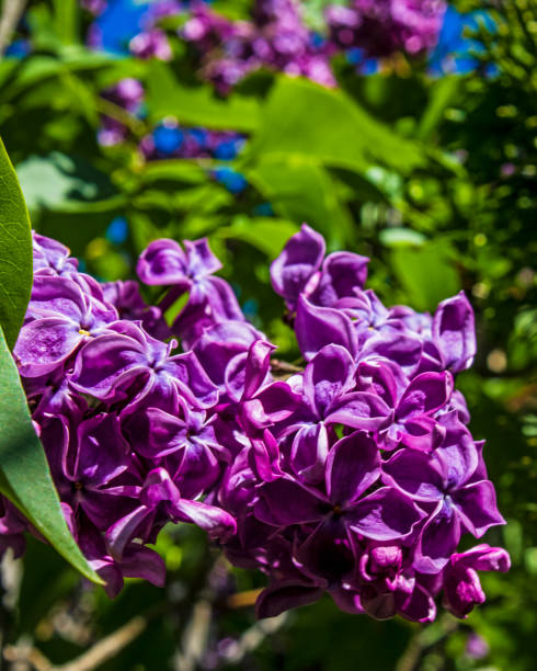istock Purple Lilac blossom 1321611669