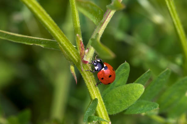 Close-up of a ladybug in the garden.