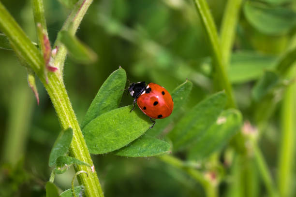 istock Close-up Of A Ladybug 1321613088