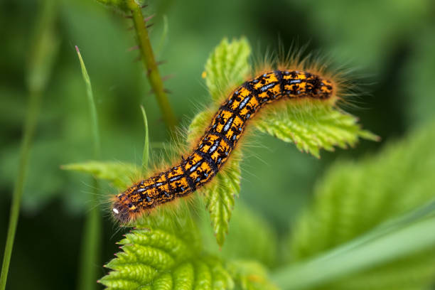 Close-up of a caterpillar on a leaf.