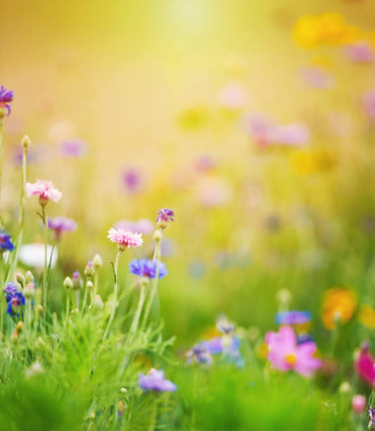 istock Summer wildflowers in full bloom in soft sunlight 1321614791
