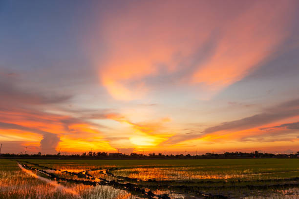 istock Sunset twilight sky over rice field countryside landscape 1321616155