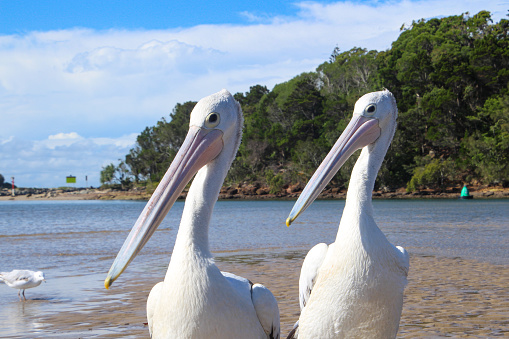Two pelicans enjoying the sunshine