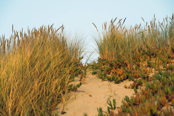 istock Sand dunes and native plants on the beach, California 1321619636