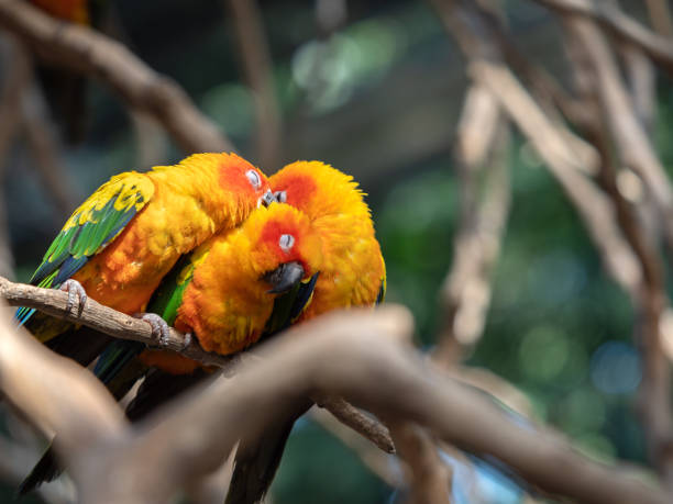 istock Close-up Group of Sun Conure Parrot Perched on Branch Isolated on Background 1321620355