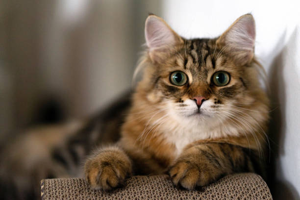 porträtt av ung sibirisk katt - sibirisk katt bildbanksfoton och bilder