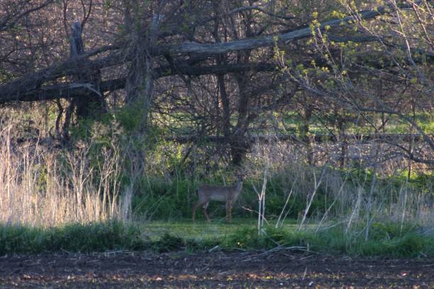 istock Deer at the edge of a field 1321621261