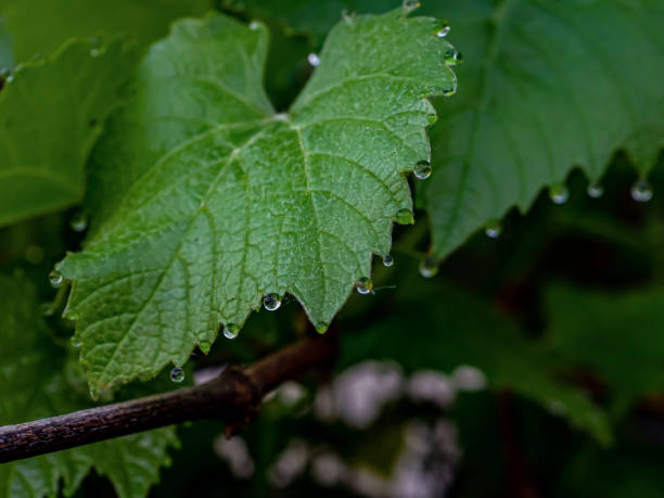 istock morning dew drops on the tips of grape leaves 1321622179