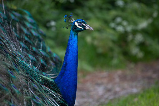 walking blue peacock with a loose tail in the background of the park