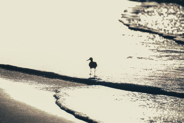 istock Bird Silhouette at Sunrise 1321626242