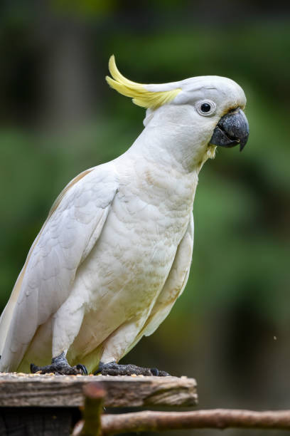 istock Sulphur Crested Cockatoo 1321626355