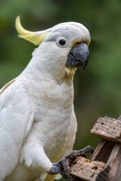 istock Sulphur Crested Cockatoo 1321626413