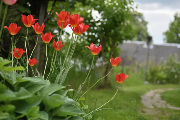Red Tulip Flowers. Bright sunny colorful tulips at garden
