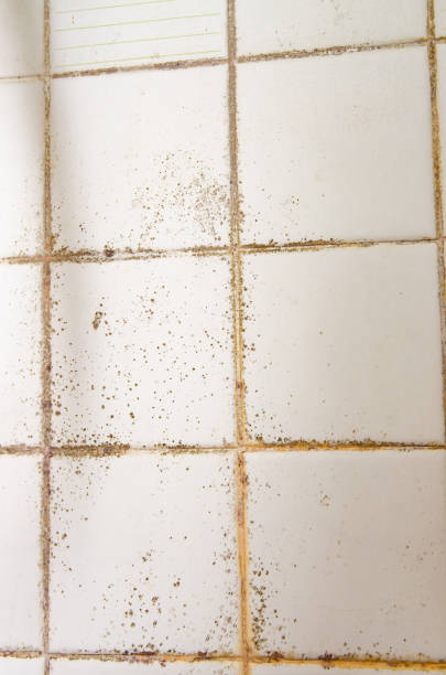 istock Black and green mold growing on shower grouted joints tile and appear on the ceramic wall in bathroom corner 1321628041