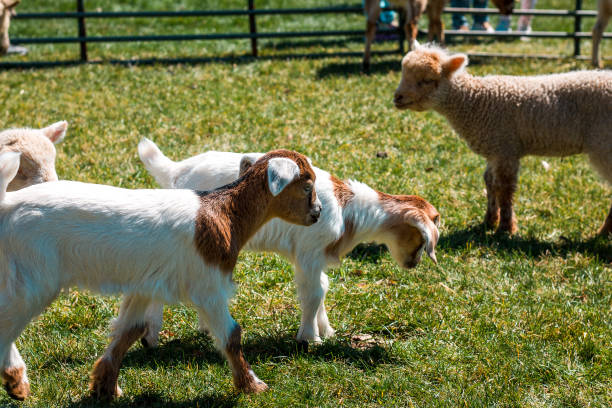 Goats in a petting zoo stock photo