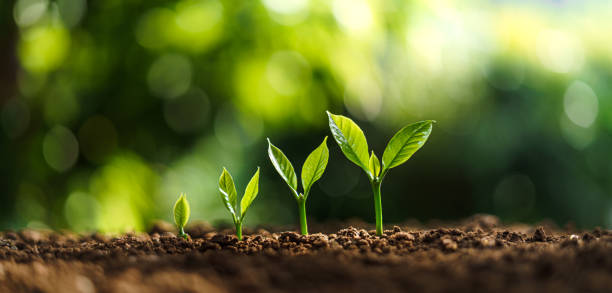 istock Tree Growth In nature And beautiful morning 1321635990