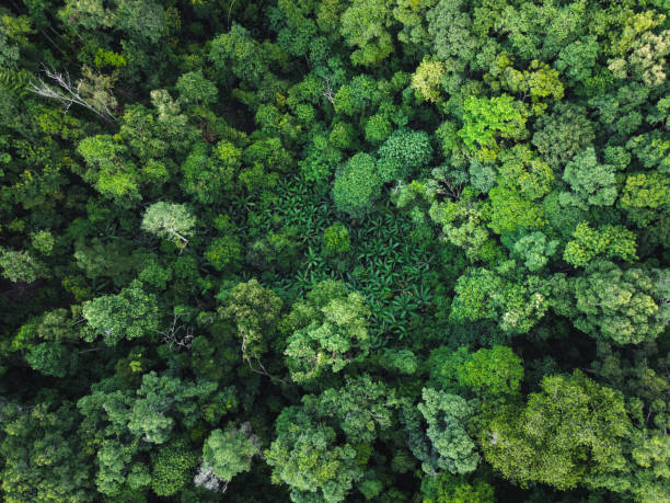 istock green forest in the tropics from above 1321636077
